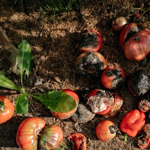 pexels yankrukov 5479034